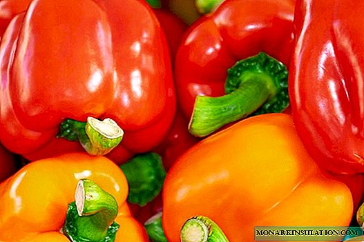 How and when to plant pepper, growing rules