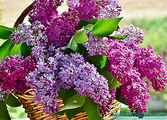 How and when to plant a lilac and how to care for it after?