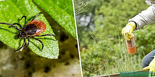 How to get rid of ticks in a summer cottage: methods, tips, drugs