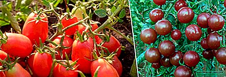 Cómo plantamos plántulas de tomate en el suelo este mayo