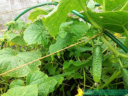 How to avoid mistakes when collecting cucumbers