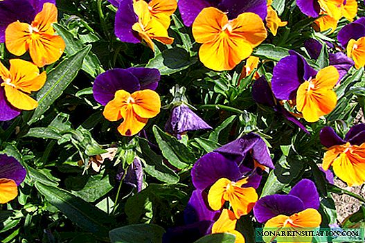 How to transplant a violet at home