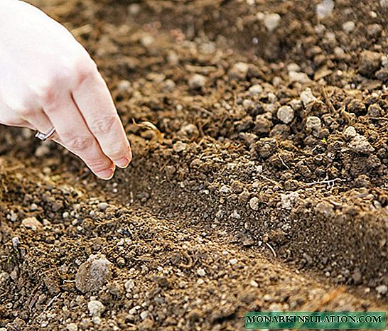 ¿Cómo plantar repollo para el invierno? Métodos antiguos y nuevos.