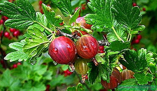 How to transplant gooseberries in the fall?