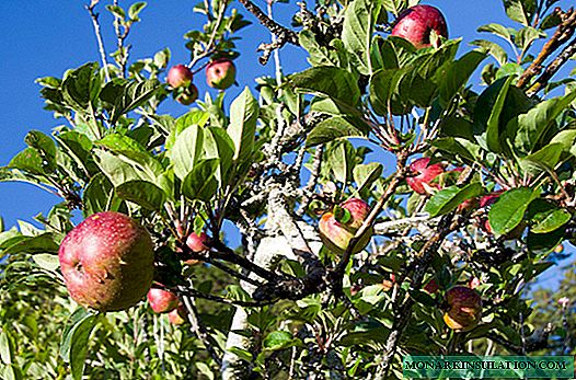 Bagaimana untuk menanam pokok epal?