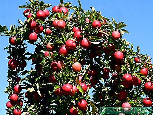 كيفية تقليم شجرة التفاح وتشكيل التاج