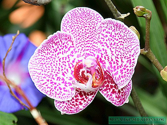 Kā mājās kopt orhideju
