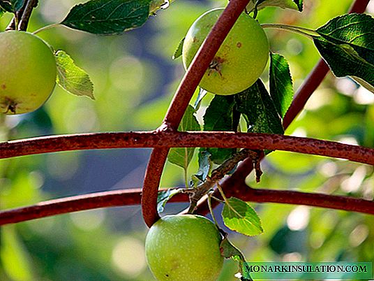 Como crescer independentemente uma macieira a partir de uma semente, semente, ramo