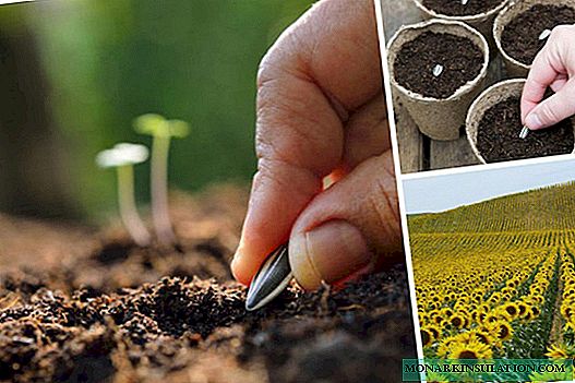 How to plant a sunflower: methodology and rules