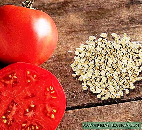 Hvordan samle og tilberede tomatfrø
