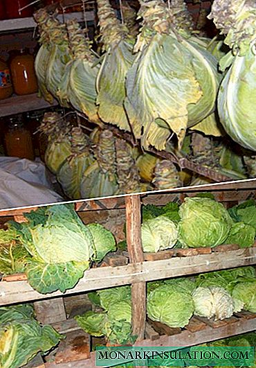 How to keep cabbage harvest until spring, seasoned varieties