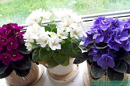 How to care for violets to bloom