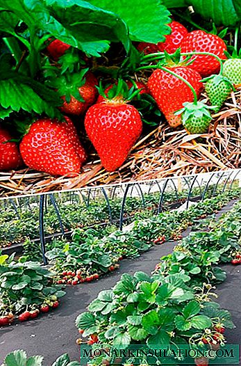 Wie man Erdbeeren im Sommer pflegt
