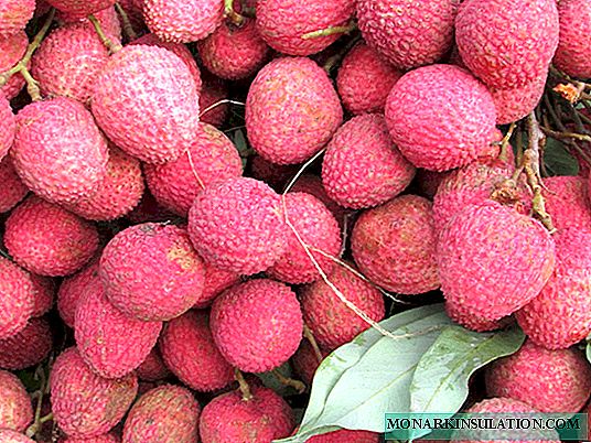 How to grow lychee from seed at home