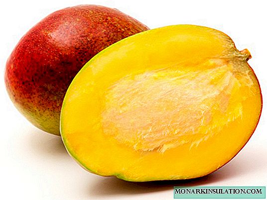 Cómo cultivar mangos a partir de semillas: características de plantación