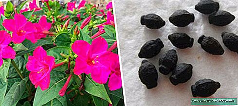 How to grow mirabilis from seeds