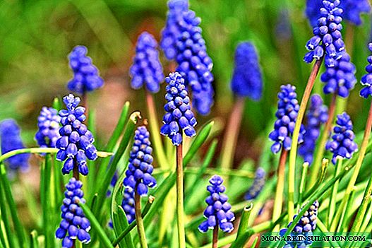 How to grow muscari in the garden and at home