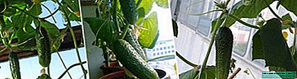How to grow cucumbers on the balcony and window