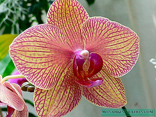 Comment faire pousser une orchidée Phalaenopsis saine: Conseils d'entretien