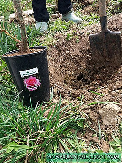 Wie ich im Mai eine hybride Teerose gepflanzt habe