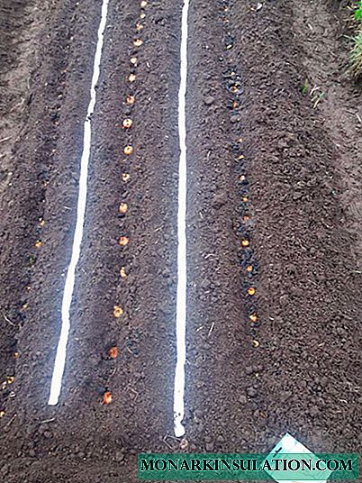 How I planted carrots and onions in spring and why together