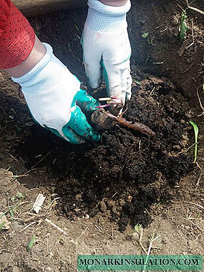 Mientras plantaba una peonía en la primavera, paso a paso