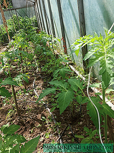 How do I care for tomatoes in early June