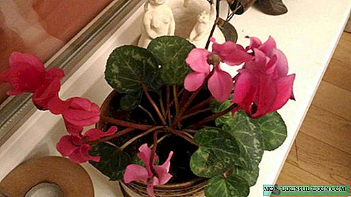What conditions do cyclamen need and useful tips