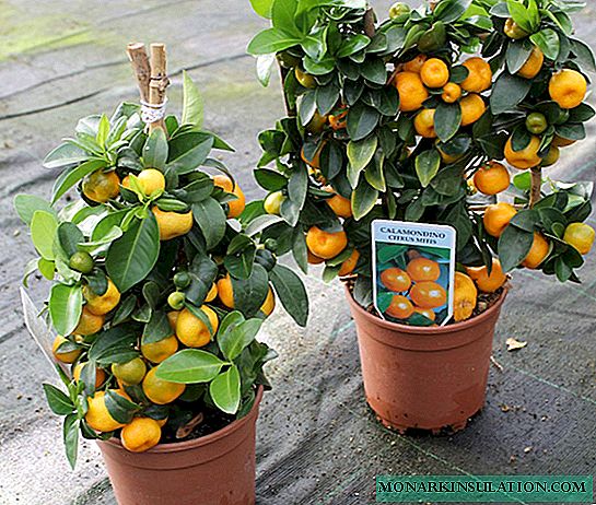 Calamondin (citrofortunella): evde bakım