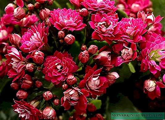 Kalanchoe at home + types and varieties