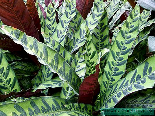 Calathea lansifolia: الرعاية ونصائح للنمو