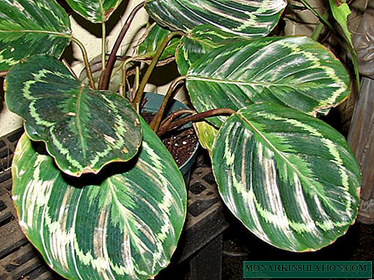 Calathea Medallion: Care and Growing Tips