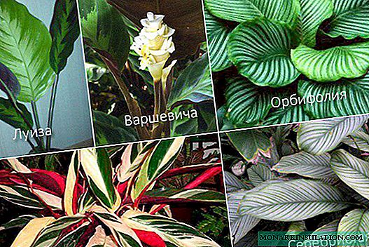Calathea: species features and home care