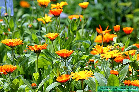 Calendula - marigolds: types, varieties, planting and care