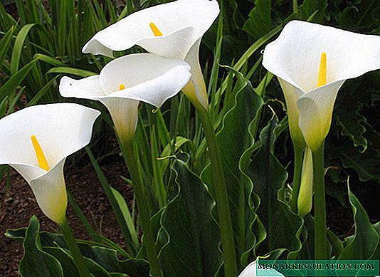Callas: planting and care in the open ground