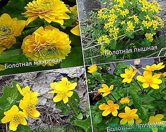 Kaluzhnitsa：タイプ、栽培とケアの特徴