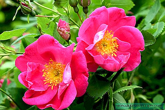 Roses canadiennes: variétés avec photos et descriptions