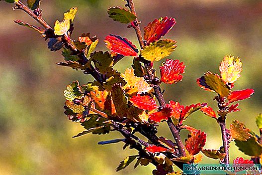Dwarf birch: description, varieties, planting and care