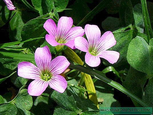 Oxygen or oxalis: description, care features