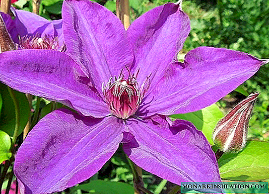 Clematis: foto, plantación y cuidado en campo abierto