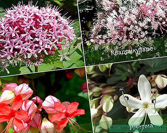 Clerodendrum: growing and caring at home