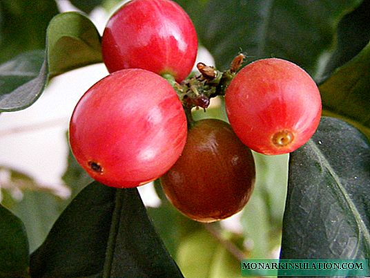 شجرة القهوة: كيف تنمو