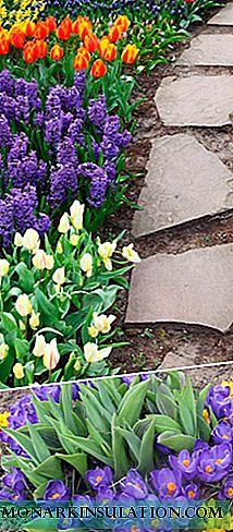 When to dig out bulbs of tulips, daffodils, crocuses, hyacinths, grouse