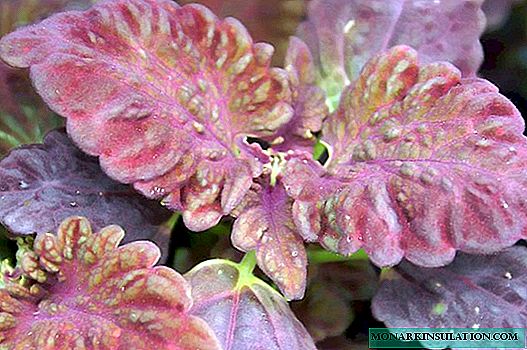 Coleus Black Dragon: Everything About Care and Landing