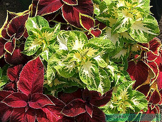 Coleus: planting and care in the open ground