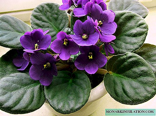 Indoor violet (Saintpaulia): description, numerous types, selection tips, care