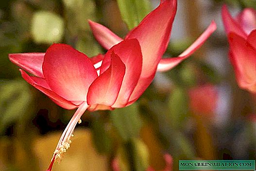Innendørs lilje: beskrivelse, typer, beplantning og stell