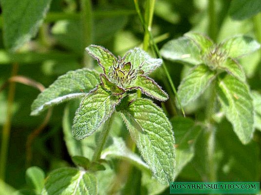 Mint: how to grow and care