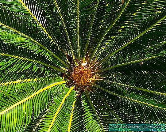 Indoor palm: types, rules of care