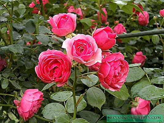 Indoor rose: home care